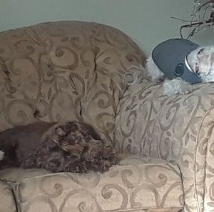 Meet your Posher, Pauline